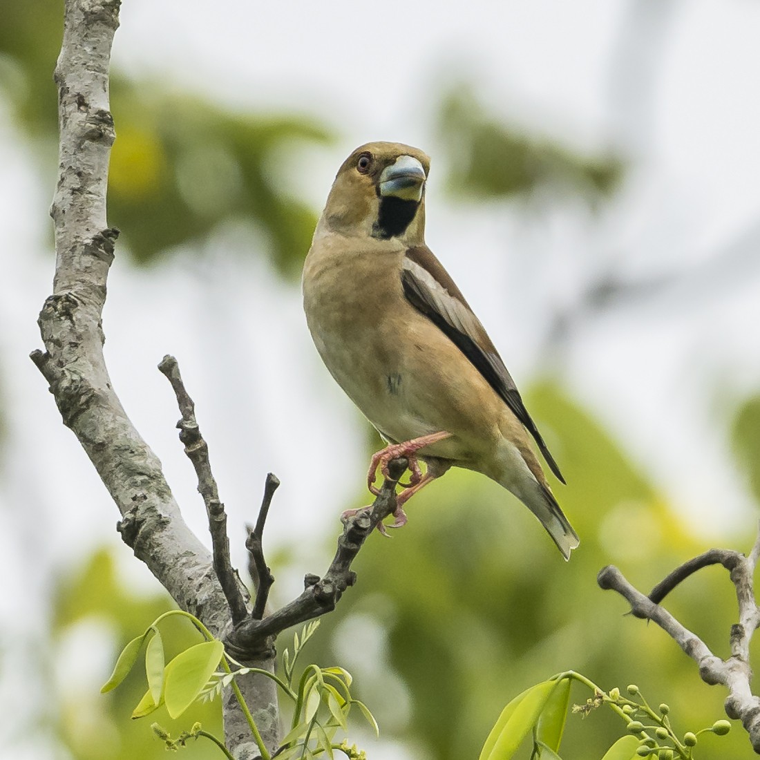 Hawfinch - Adrian Moss