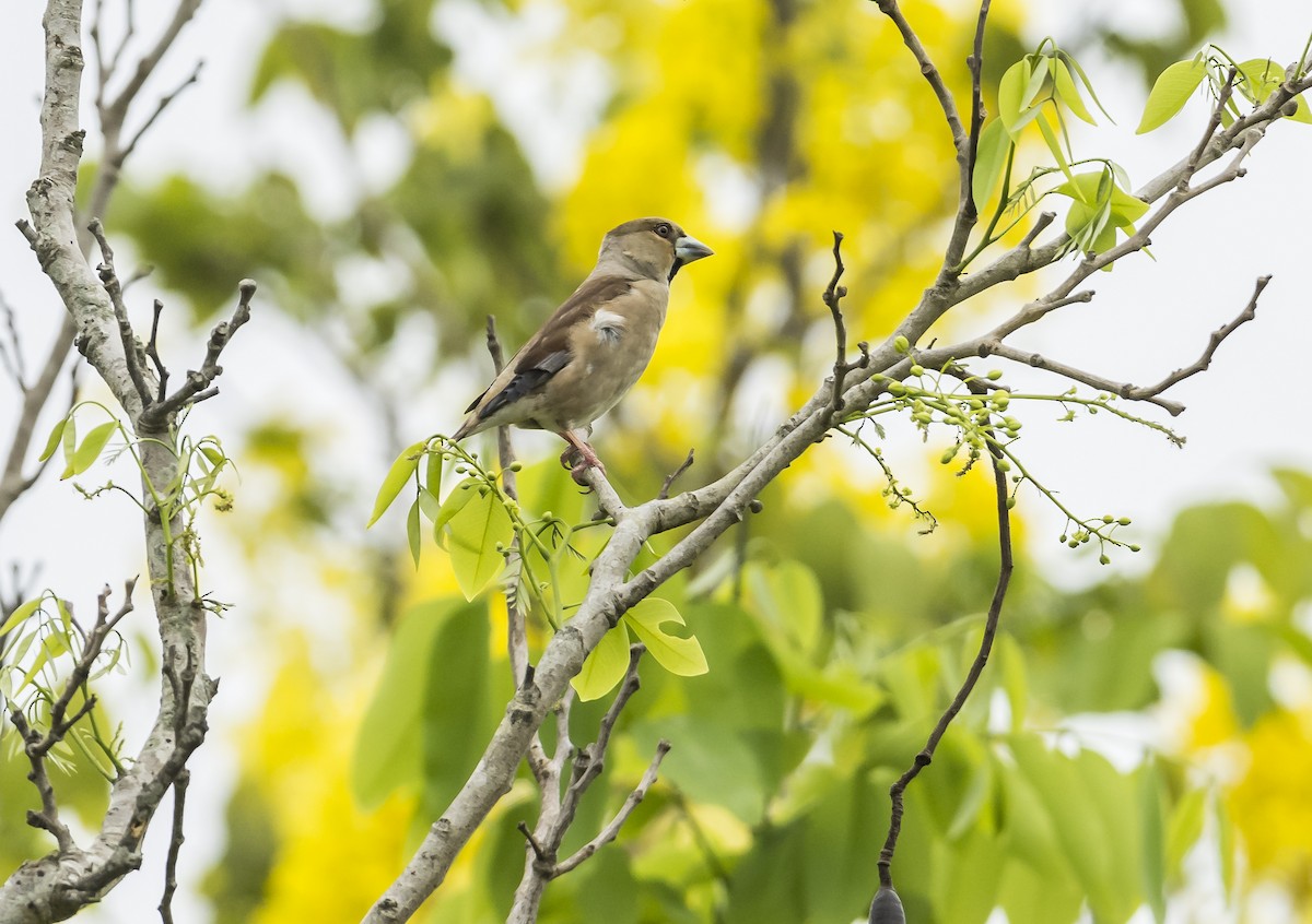 Hawfinch - ML619599191