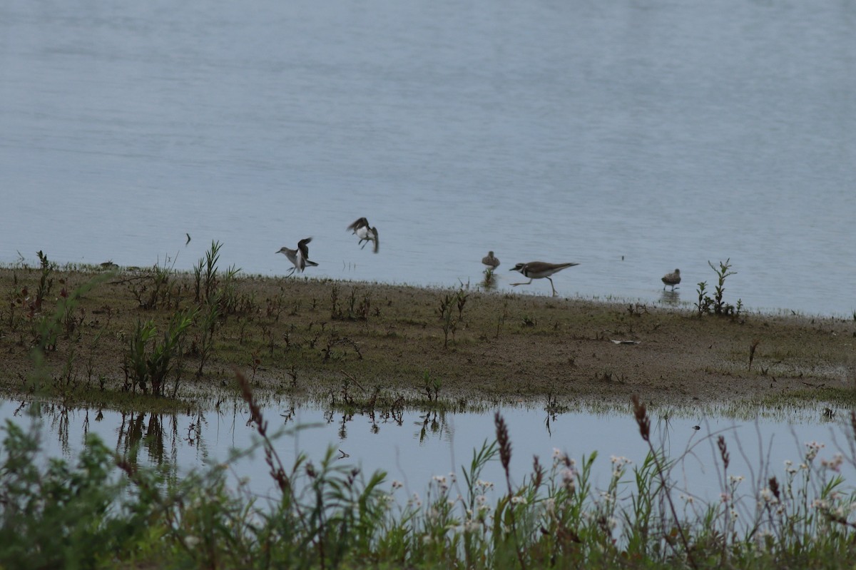 Semipalmated Sandpiper - Eric M. Hall