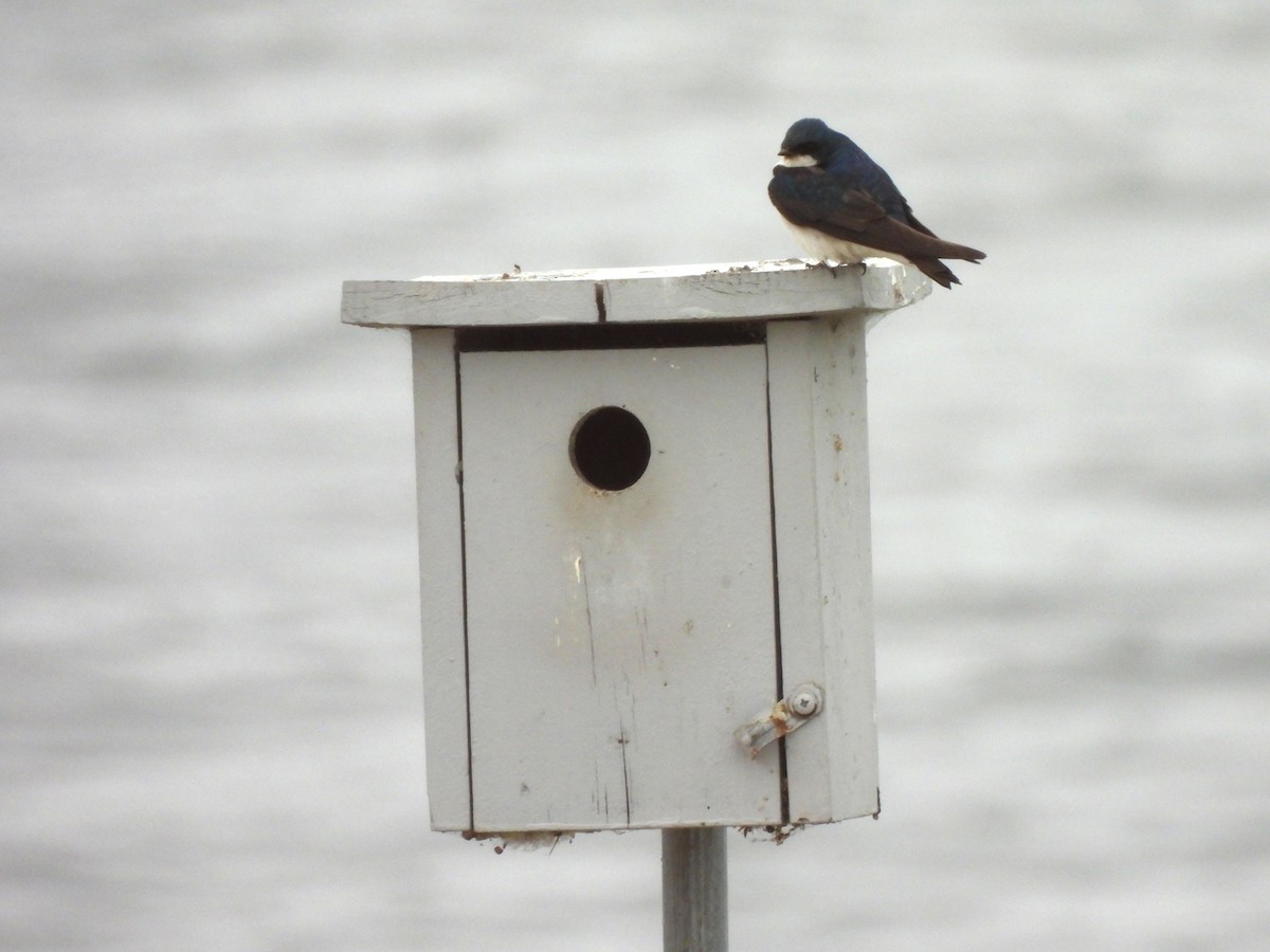 Tree Swallow - Kiandra Mitchell