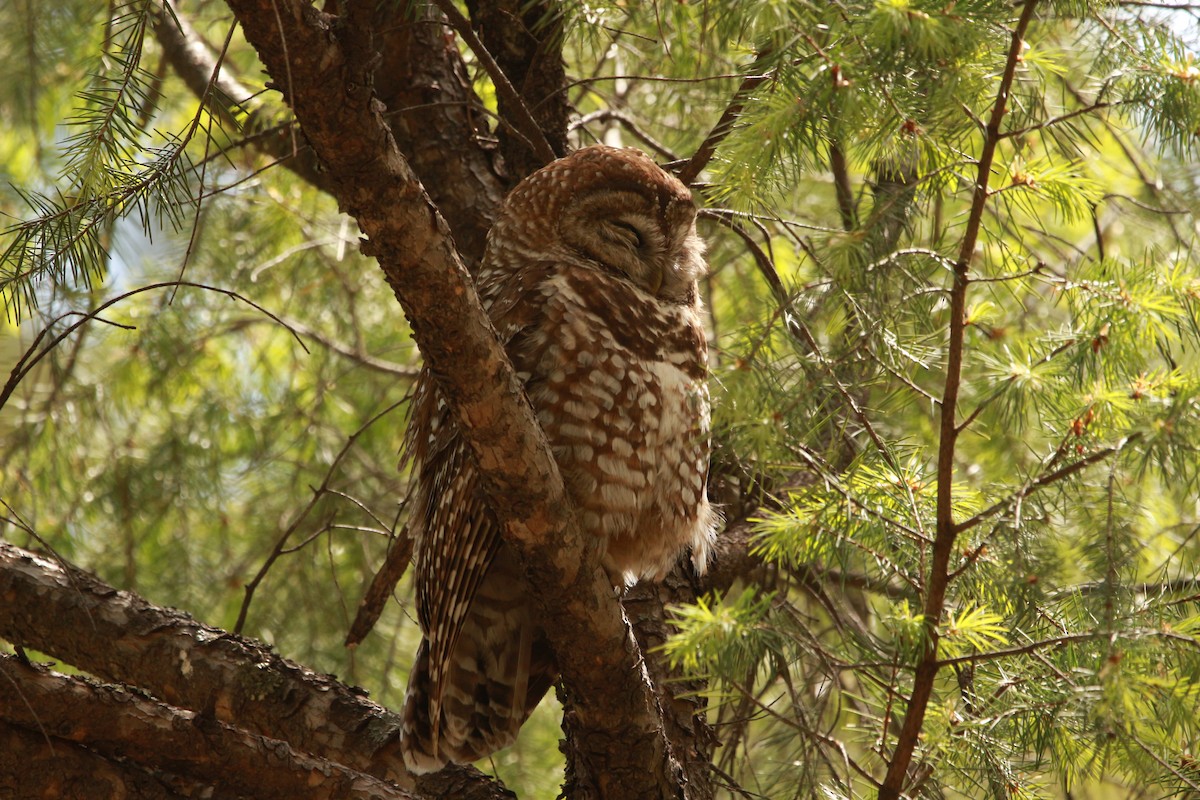 Spotted Owl (Mexican) - ML619599194
