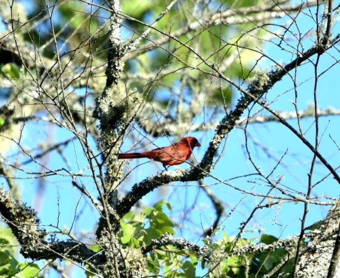 Northern Cardinal - melinda champion