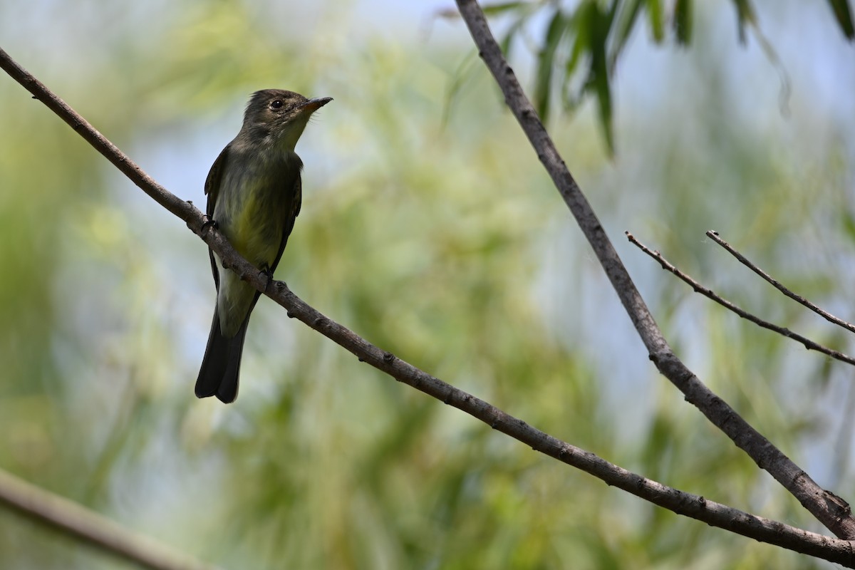 Eastern Wood-Pewee - Liam McGuire