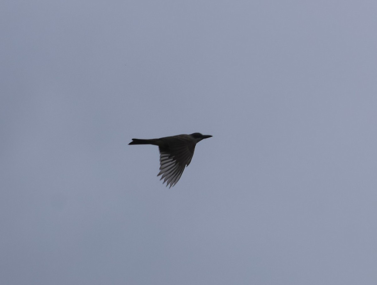 Gray Kingbird - Pam Rasmussen