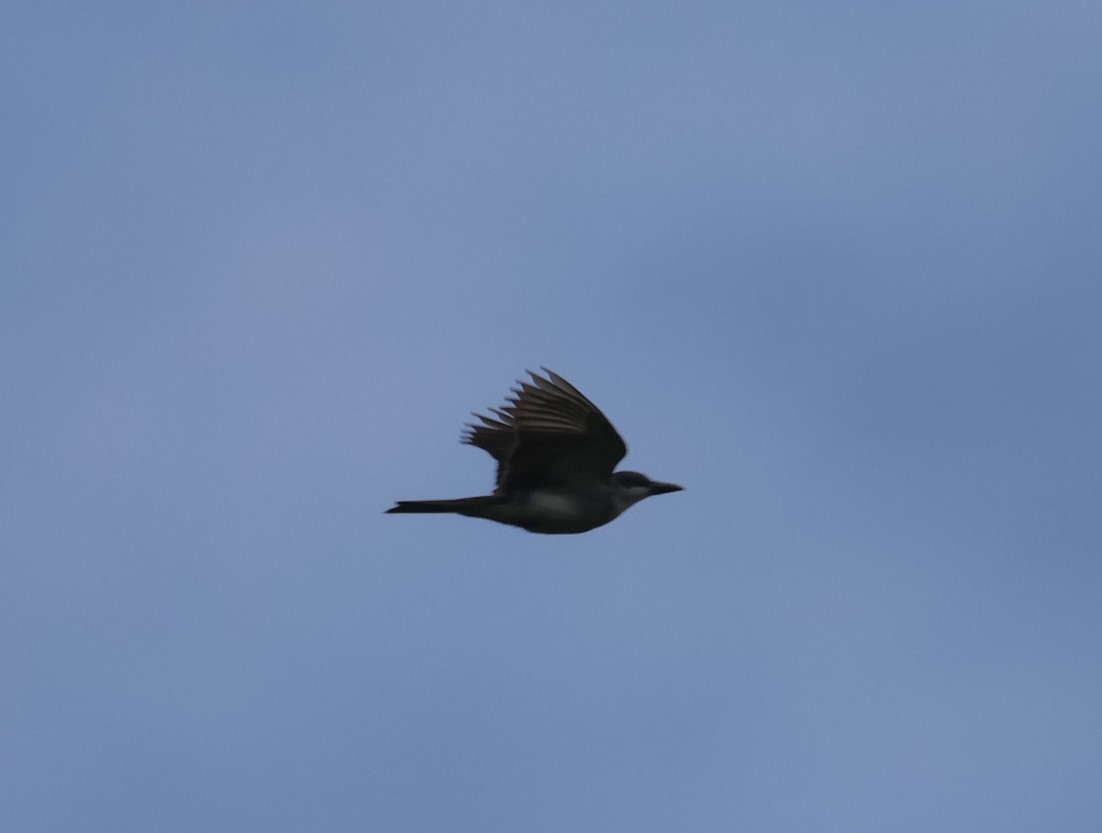 Gray Kingbird - Pam Rasmussen