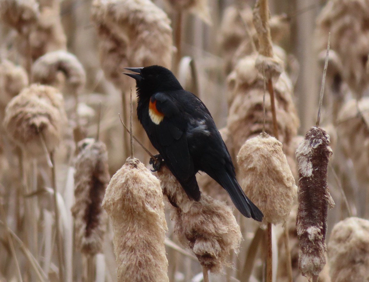 Red-winged Blackbird - Violet Kosack