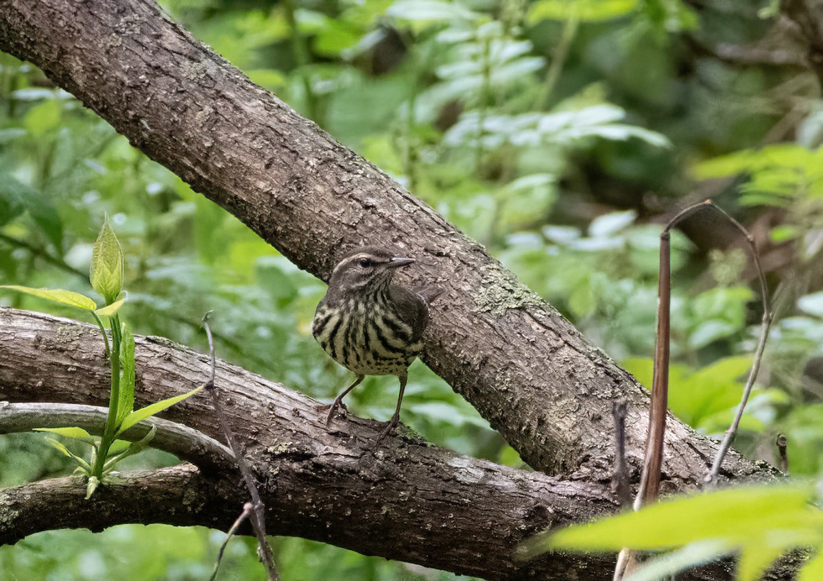 Northern Waterthrush - ML619599211