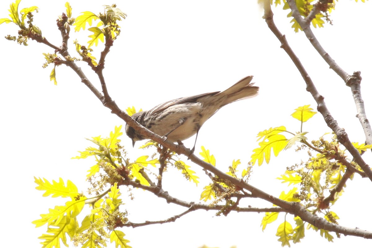 Black-throated Gray Warbler - Jesse Pline