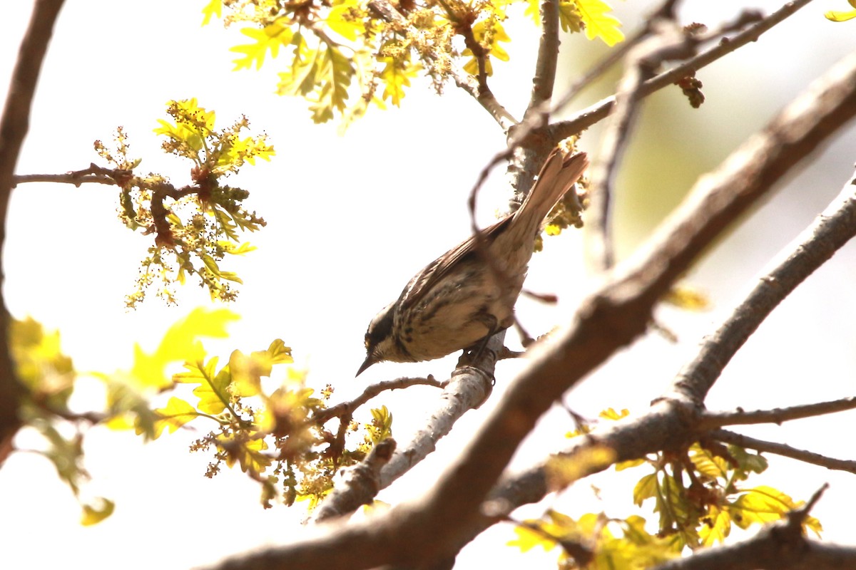 Black-throated Gray Warbler - Jesse Pline