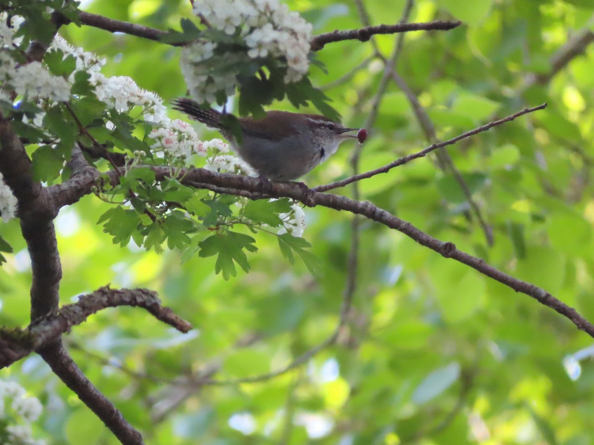 Bewick's Wren - Gabriel LeRoy