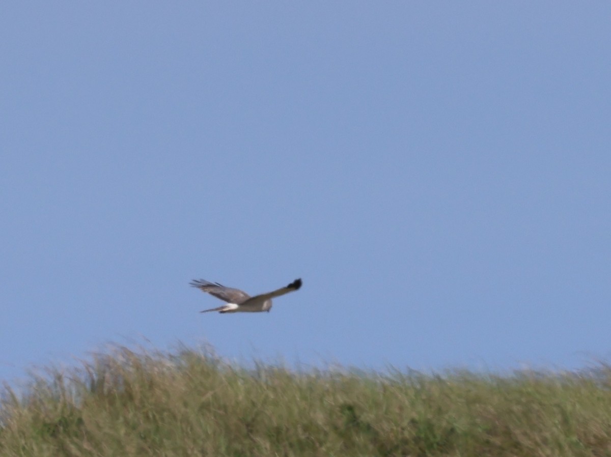 Northern Harrier - burton balkind