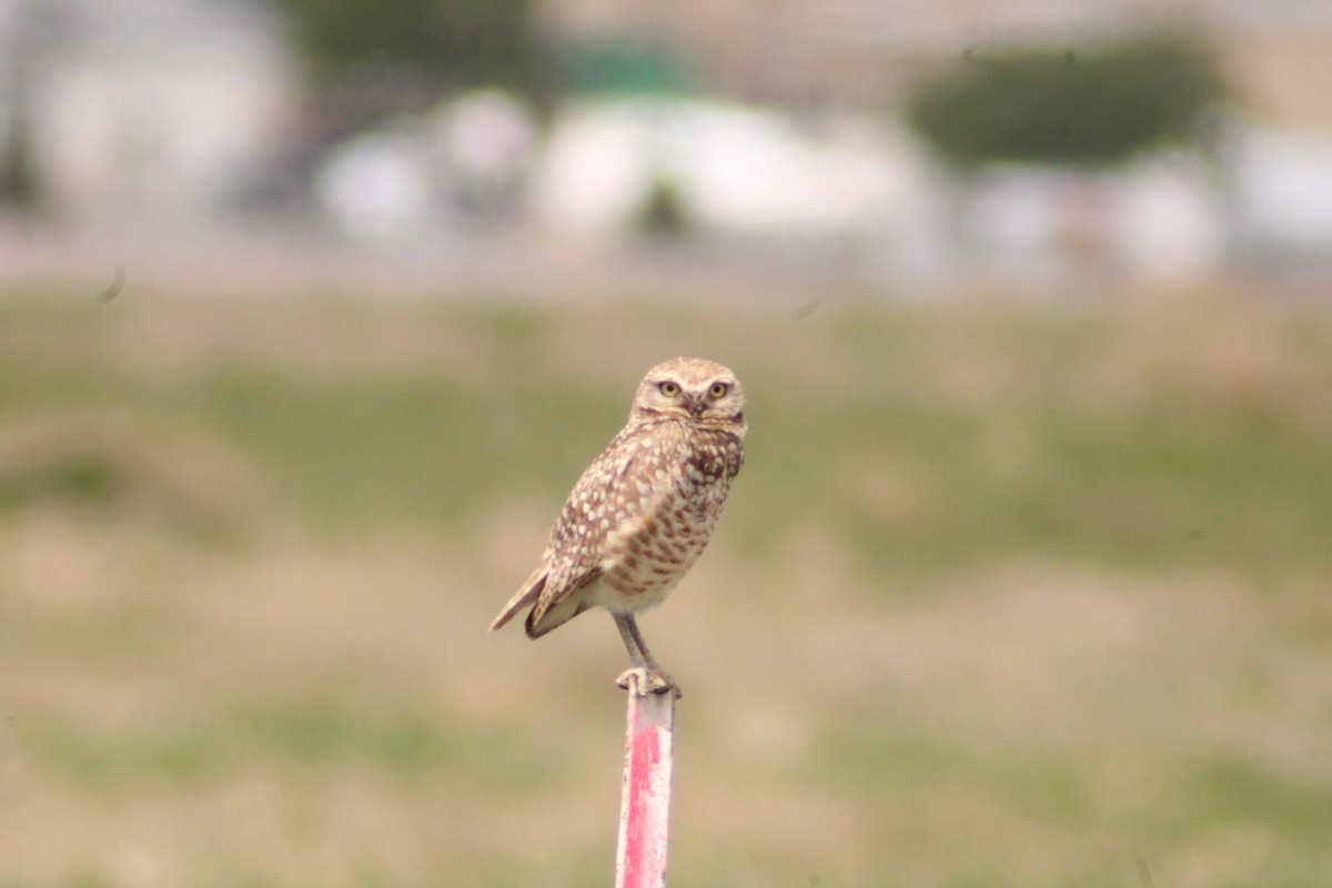 Burrowing Owl - Andrew Schmalfuss