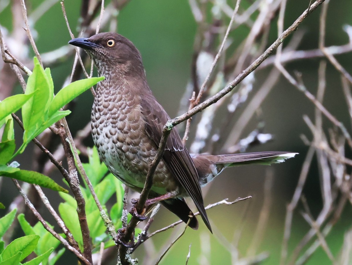 Scaly-breasted Thrasher - Pam Rasmussen