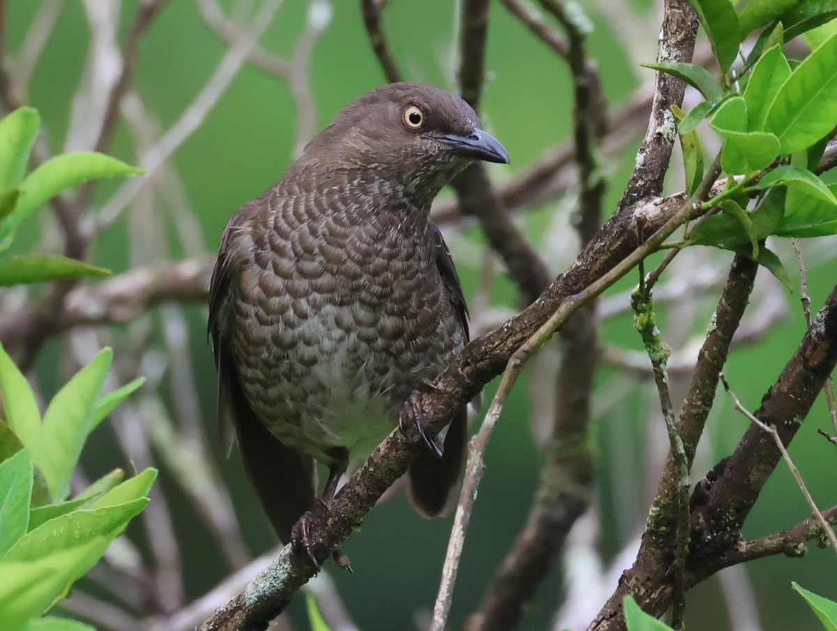 Scaly-breasted Thrasher - Pam Rasmussen