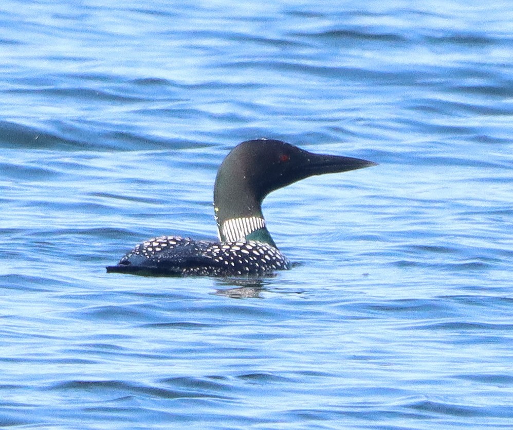 Common Loon - Shelly Kehrle.Sulser