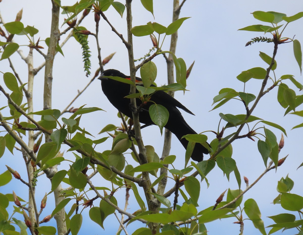 Red-winged Blackbird - Violet Kosack