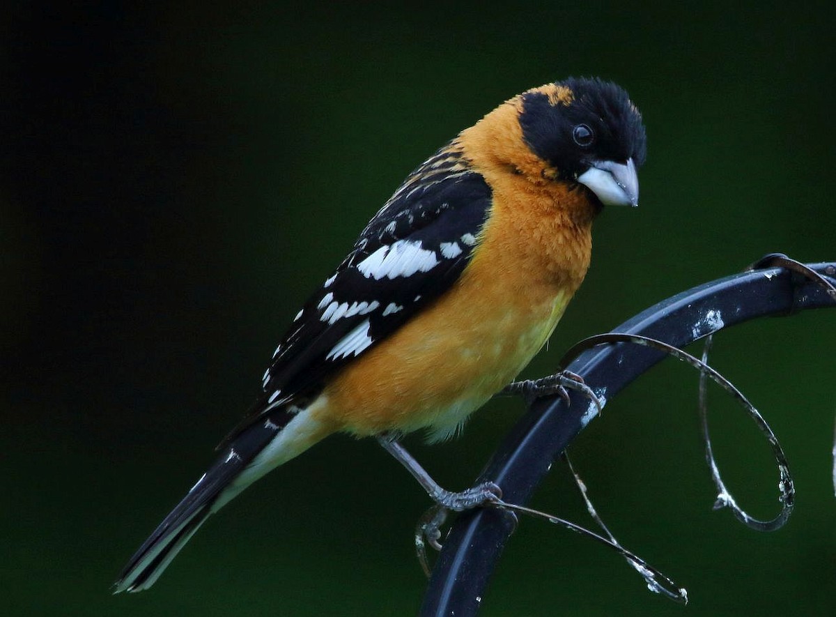 Black-headed Grosbeak - ML619599244
