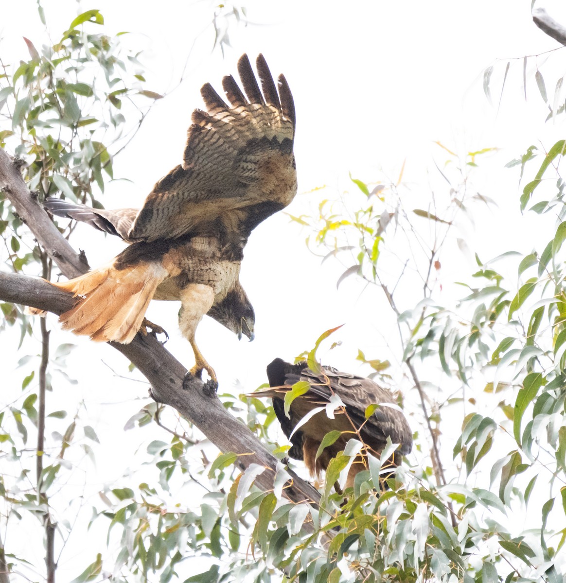 Red-tailed Hawk - Timothy Aarons