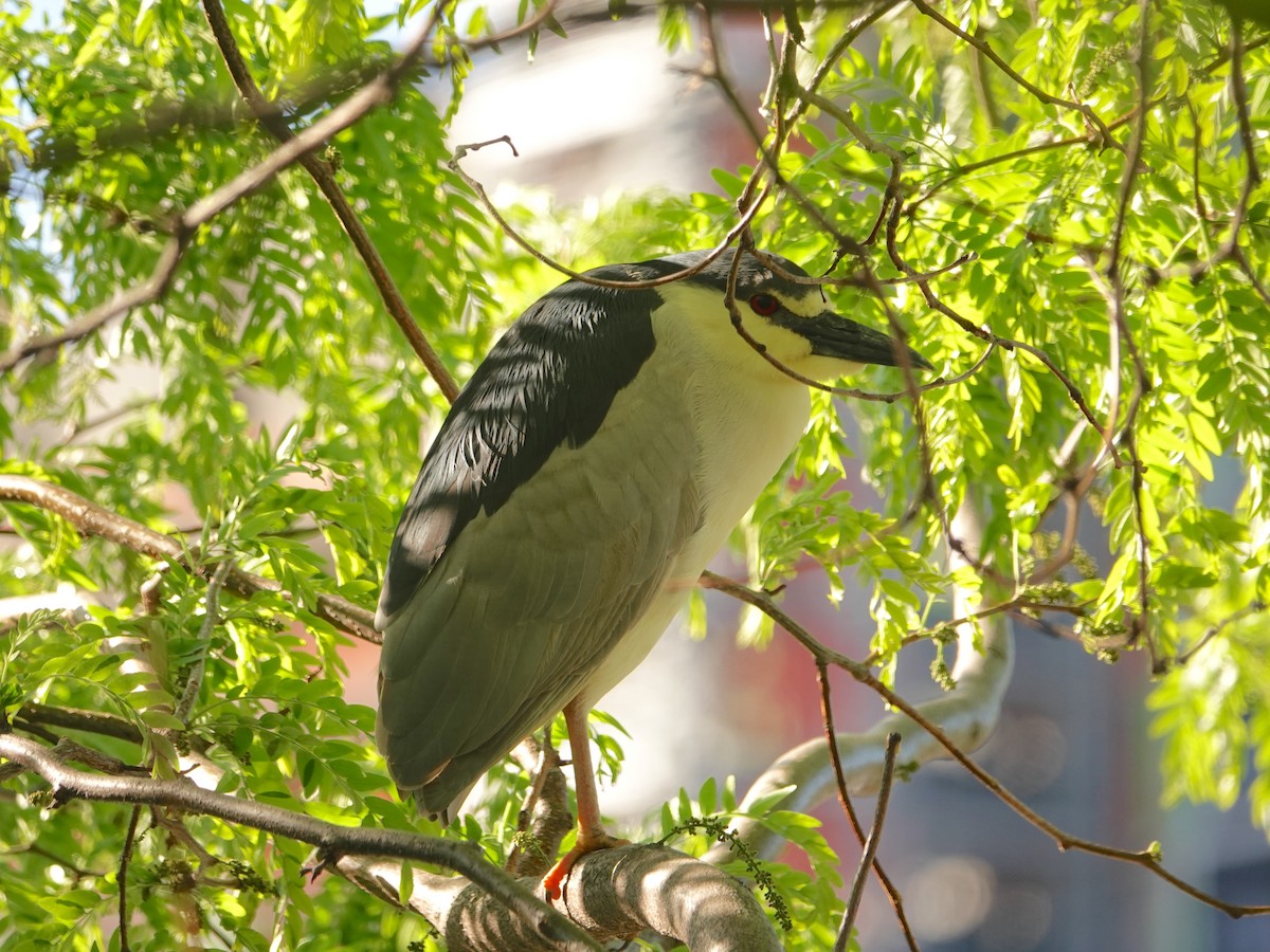 Black-crowned Night Heron - Linda  LaBella