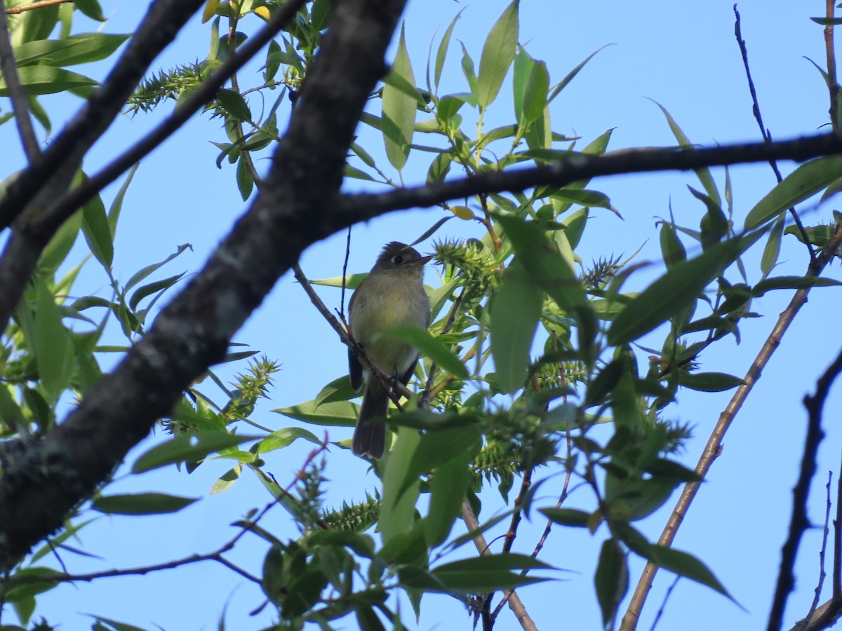 Western Flycatcher (Pacific-slope) - Gabriel LeRoy