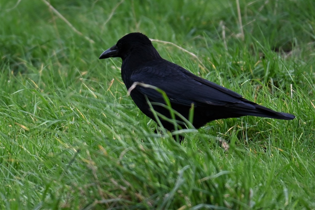 Carrion Crow - ML619599249