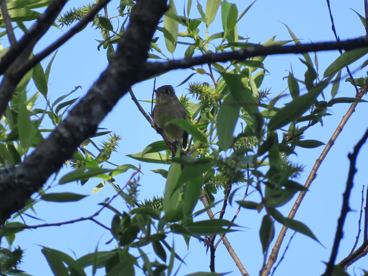 Western Flycatcher (Pacific-slope) - Gabriel LeRoy