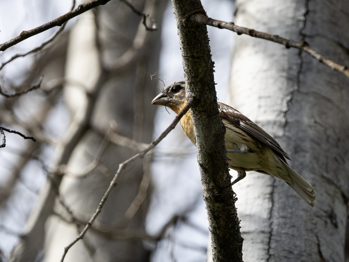 Black-headed Grosbeak - ML619599253