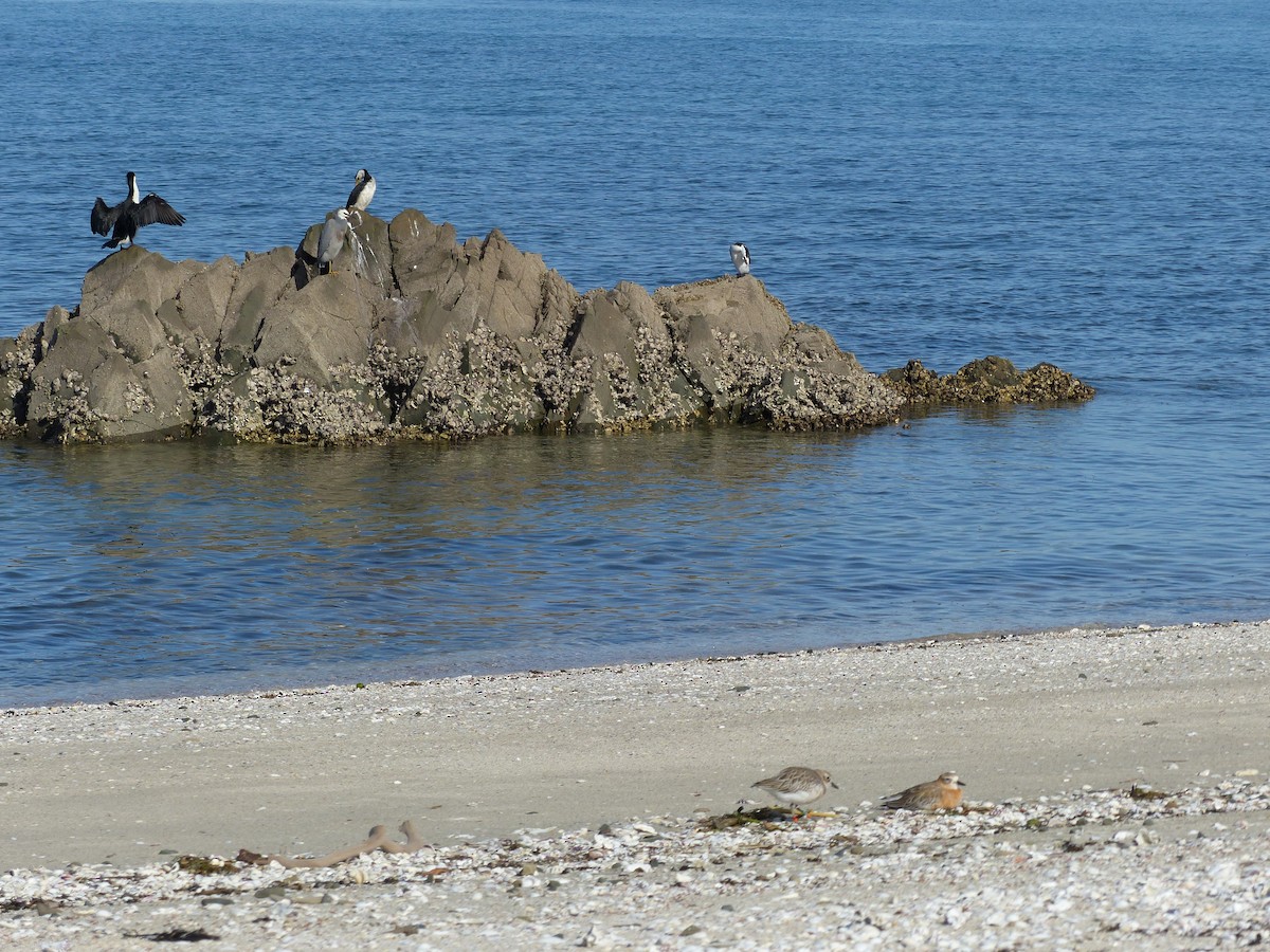 Pied Cormorant - Bethany gibbs