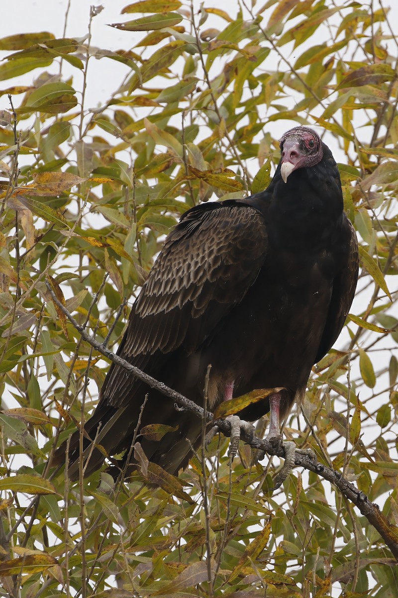 Turkey Vulture - ML619599256