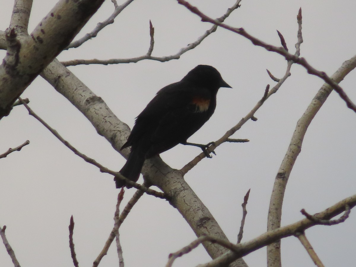 Red-winged Blackbird - Violet Kosack
