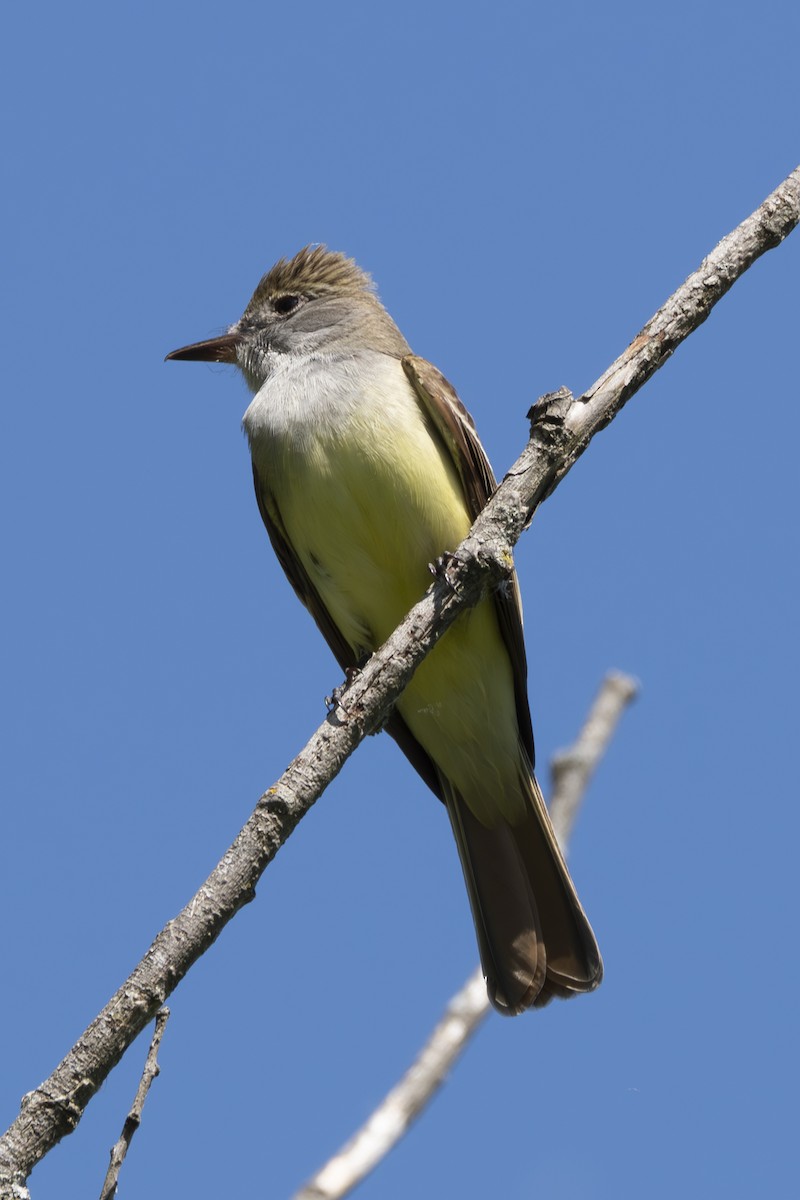 Great Crested Flycatcher - Rosie Lynn