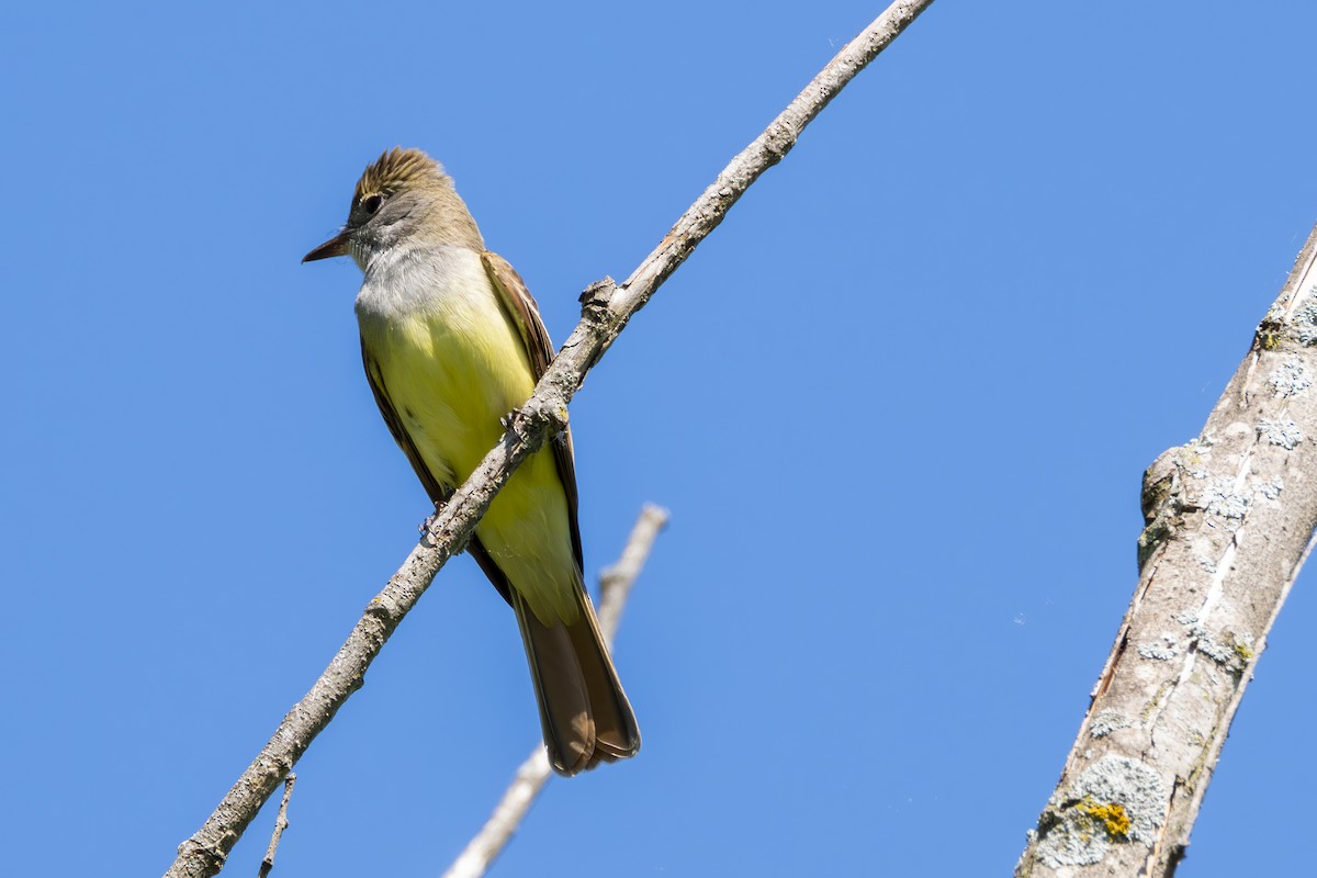 Great Crested Flycatcher - Rosie Lynn