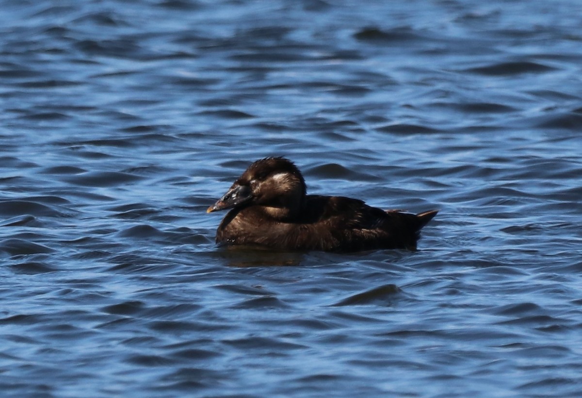 Surf Scoter - ML619599266