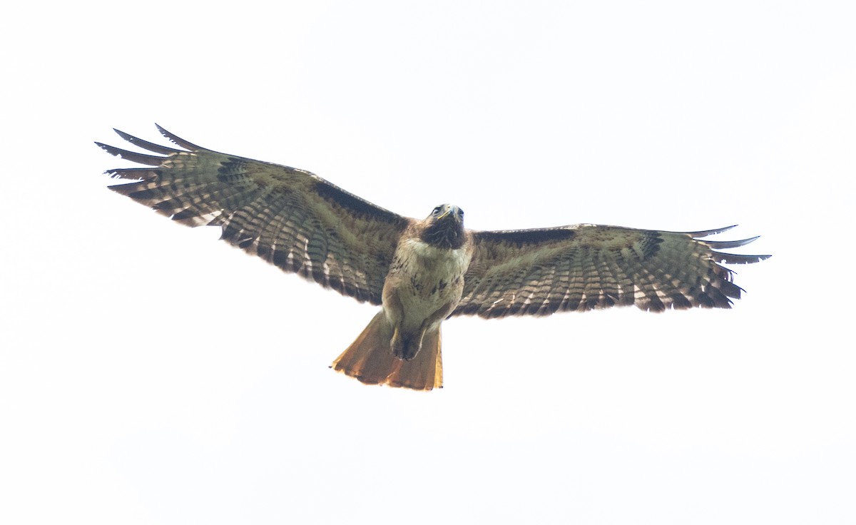 Red-tailed Hawk - Timothy Aarons