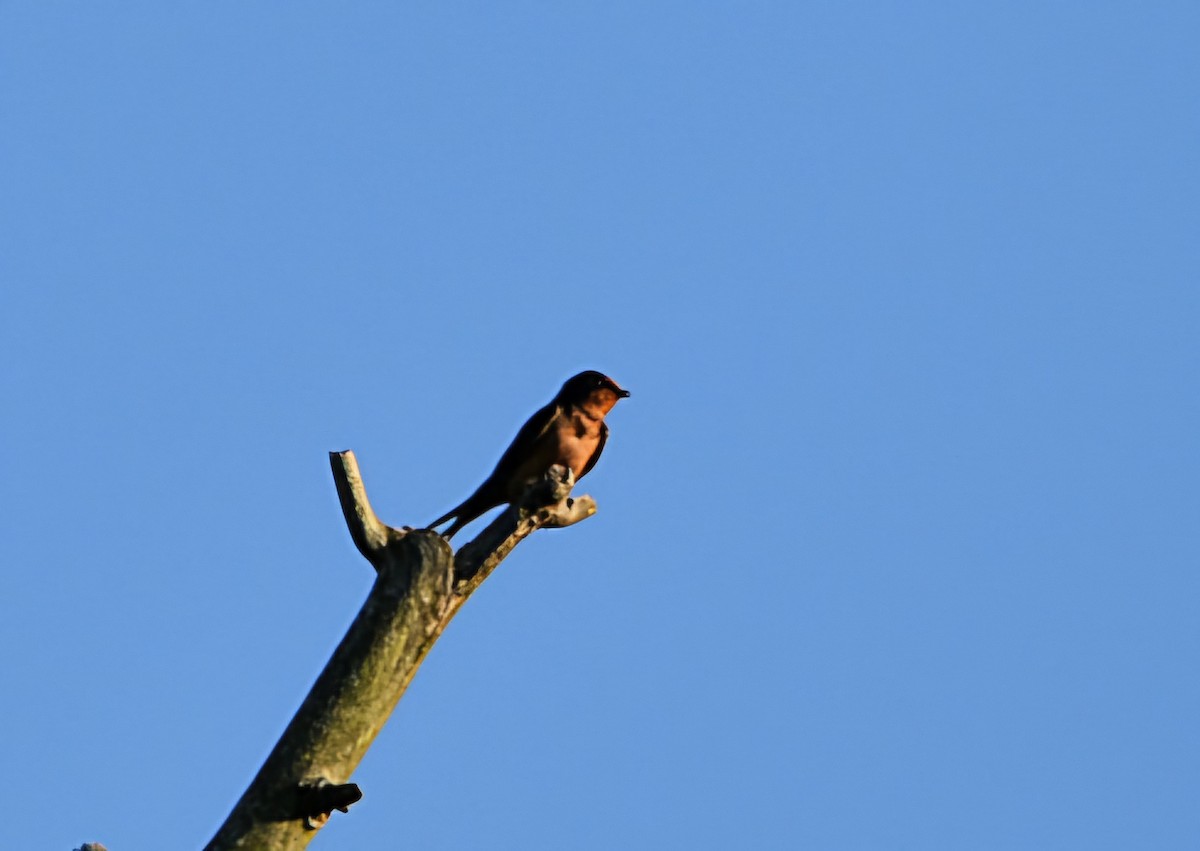 Barn Swallow - melinda champion