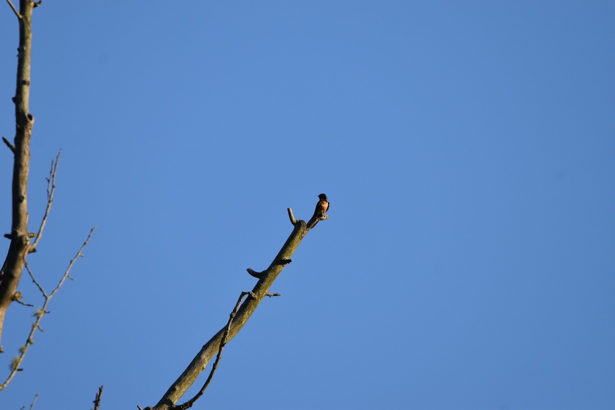 Barn Swallow - melinda champion