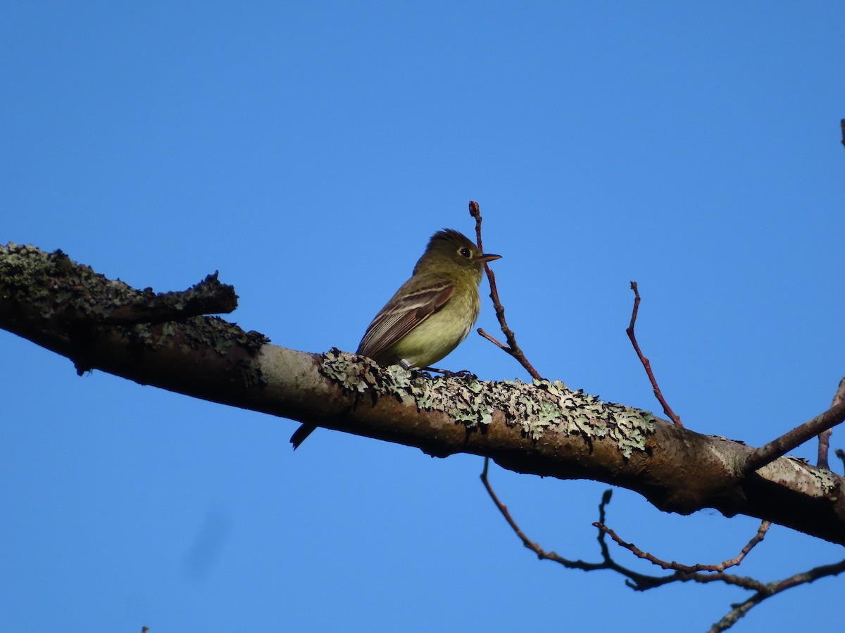 Western Flycatcher (Pacific-slope) - Gabriel LeRoy