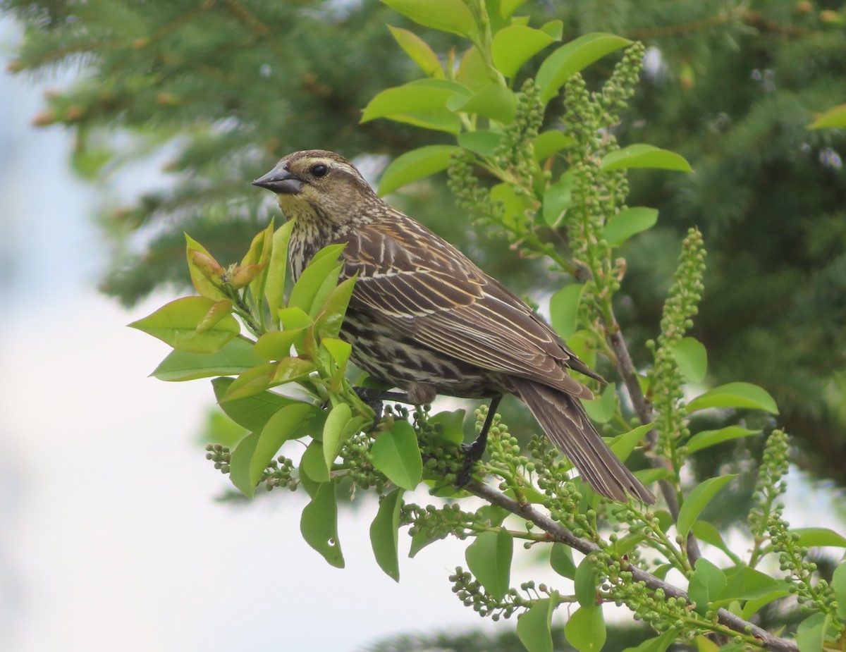 Red-winged Blackbird - Violet Kosack