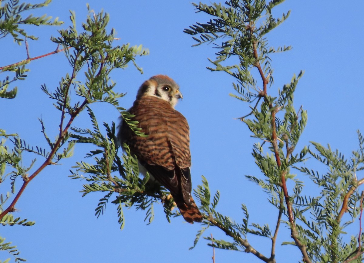 American Kestrel - karen pinckard