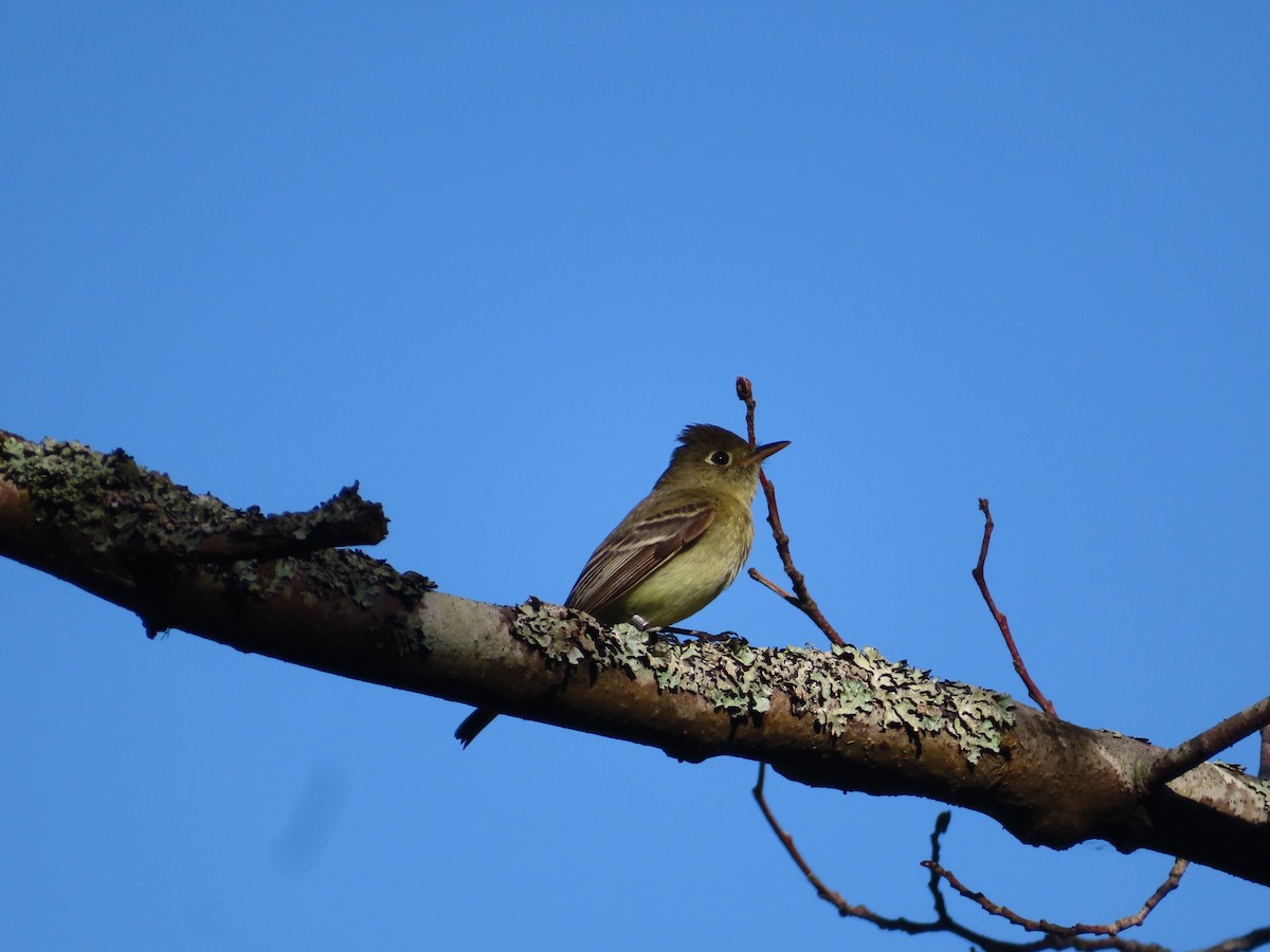 Western Flycatcher (Pacific-slope) - Gabriel LeRoy