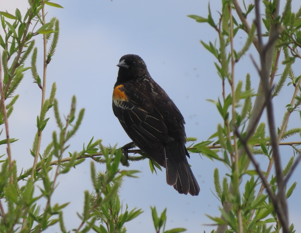 Red-winged Blackbird - Violet Kosack