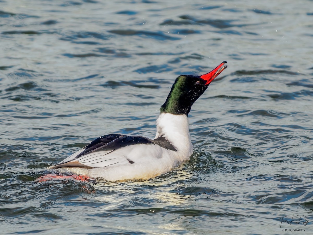 Common Merganser - Frank Diaz