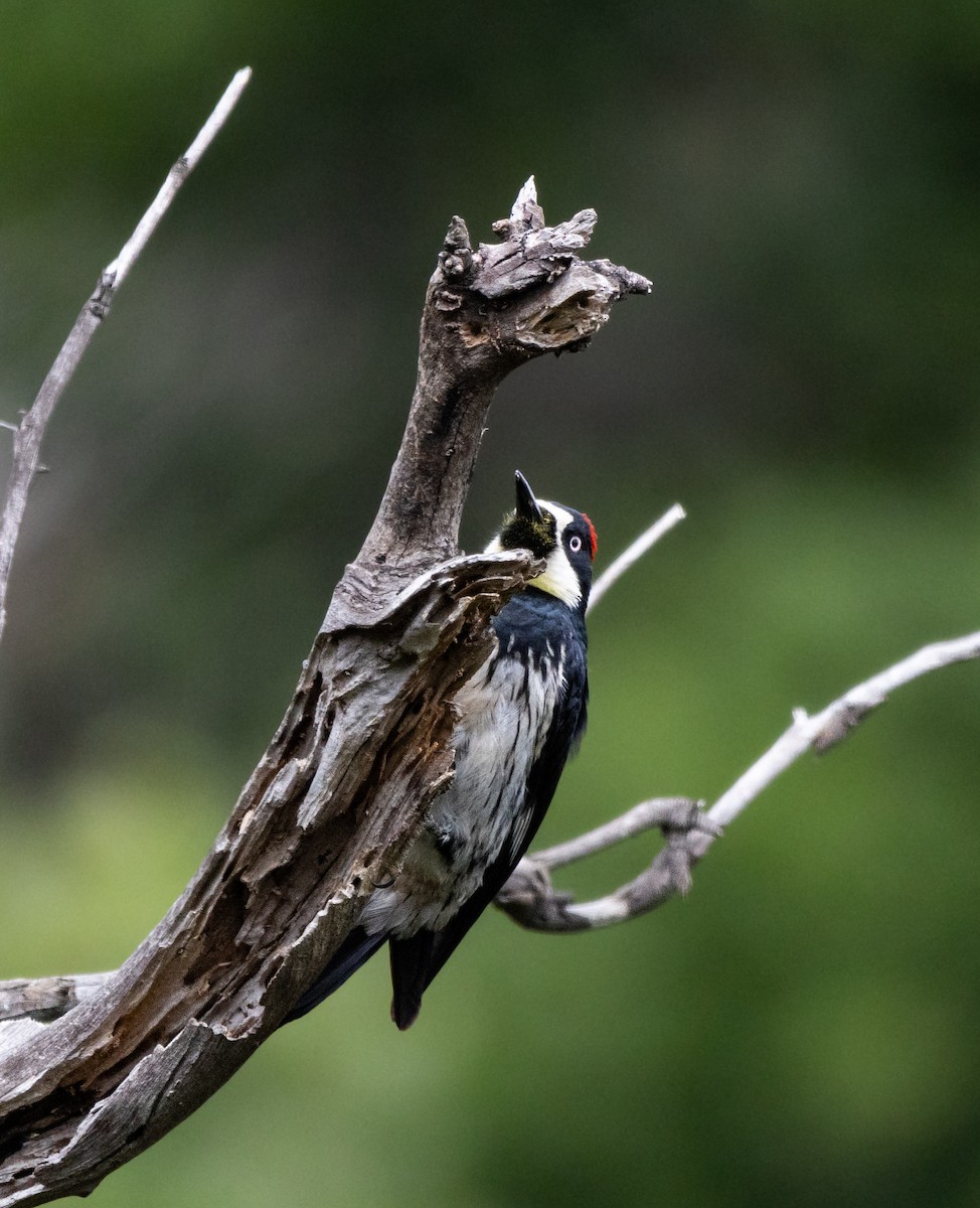 Acorn Woodpecker - Timothy Aarons