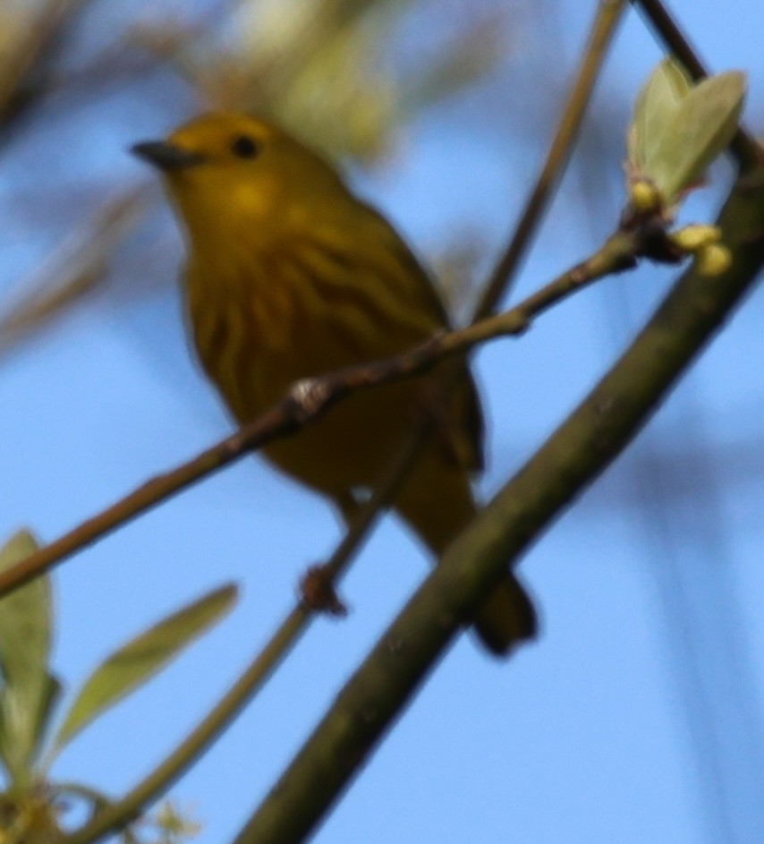 Yellow Warbler - burton balkind
