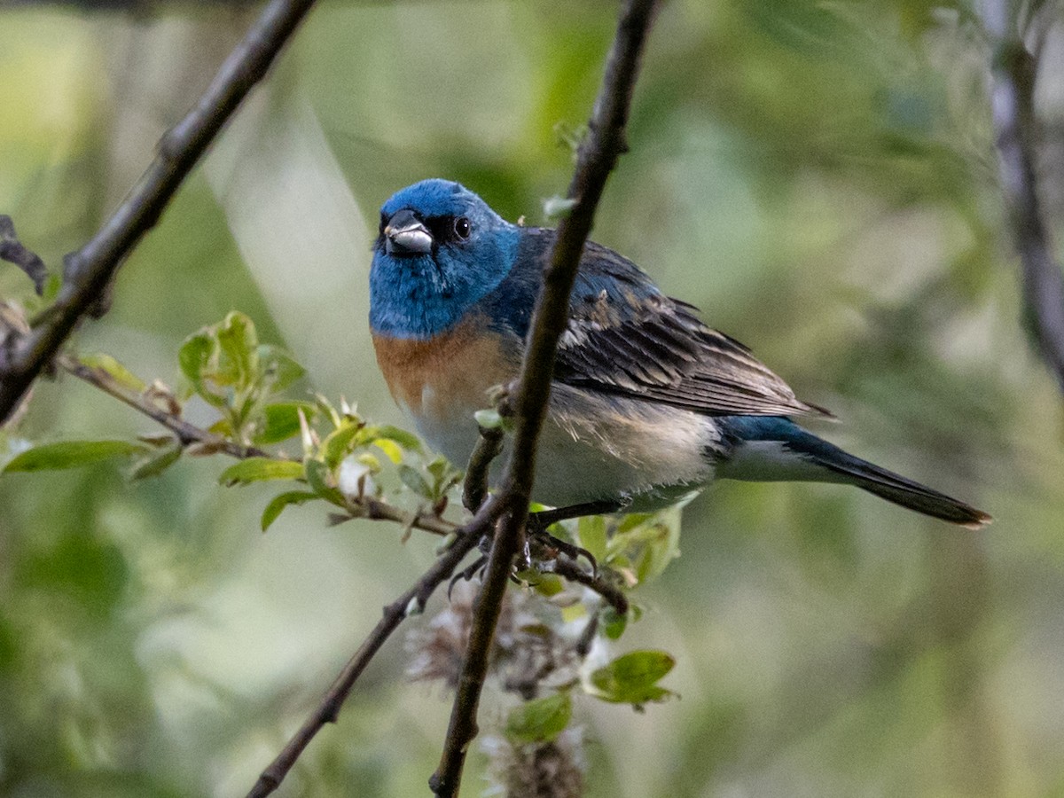 Lazuli Bunting - Nancy Schutt