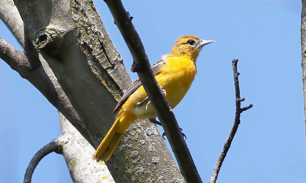 Baltimore Oriole - Kathleen Keef