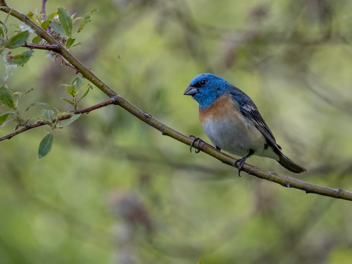 Lazuli Bunting - Nancy Schutt