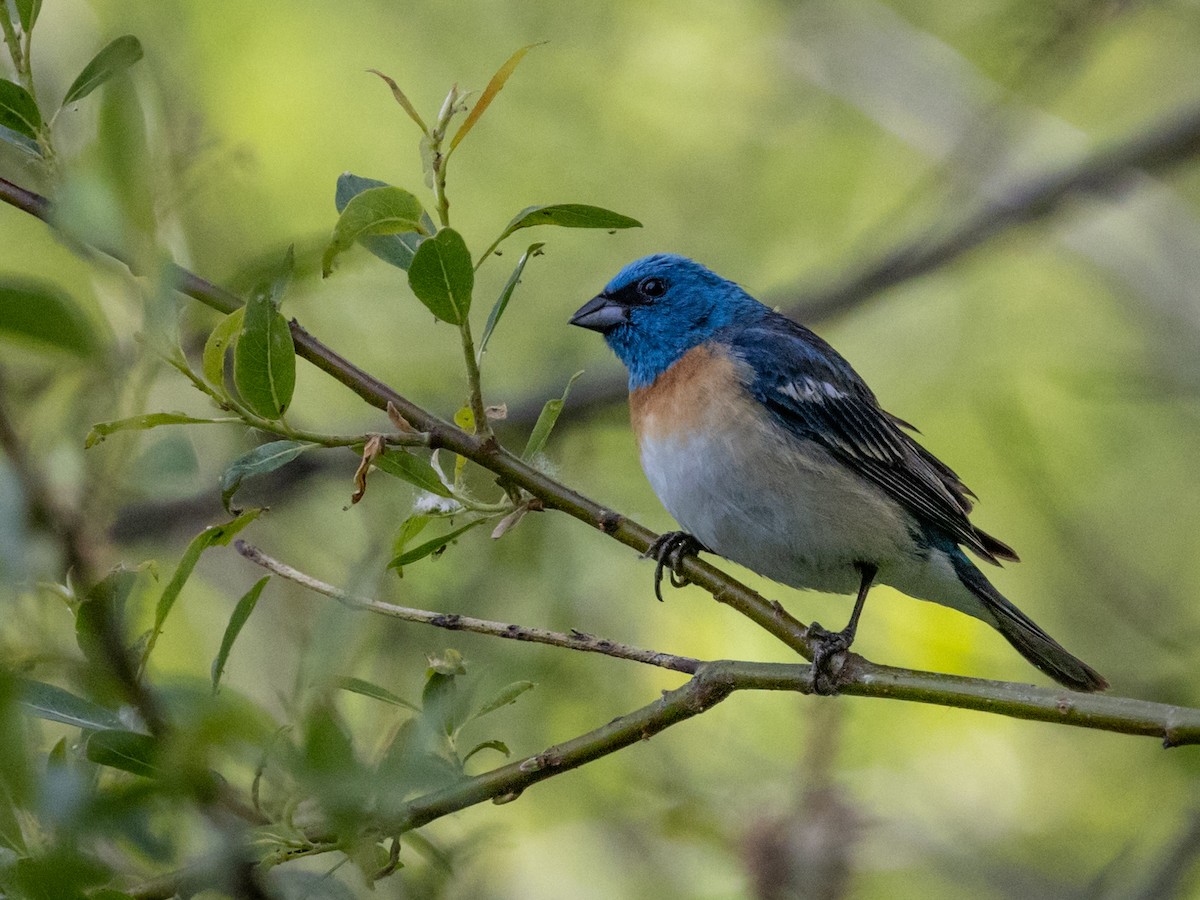 Lazuli Bunting - Nancy Schutt