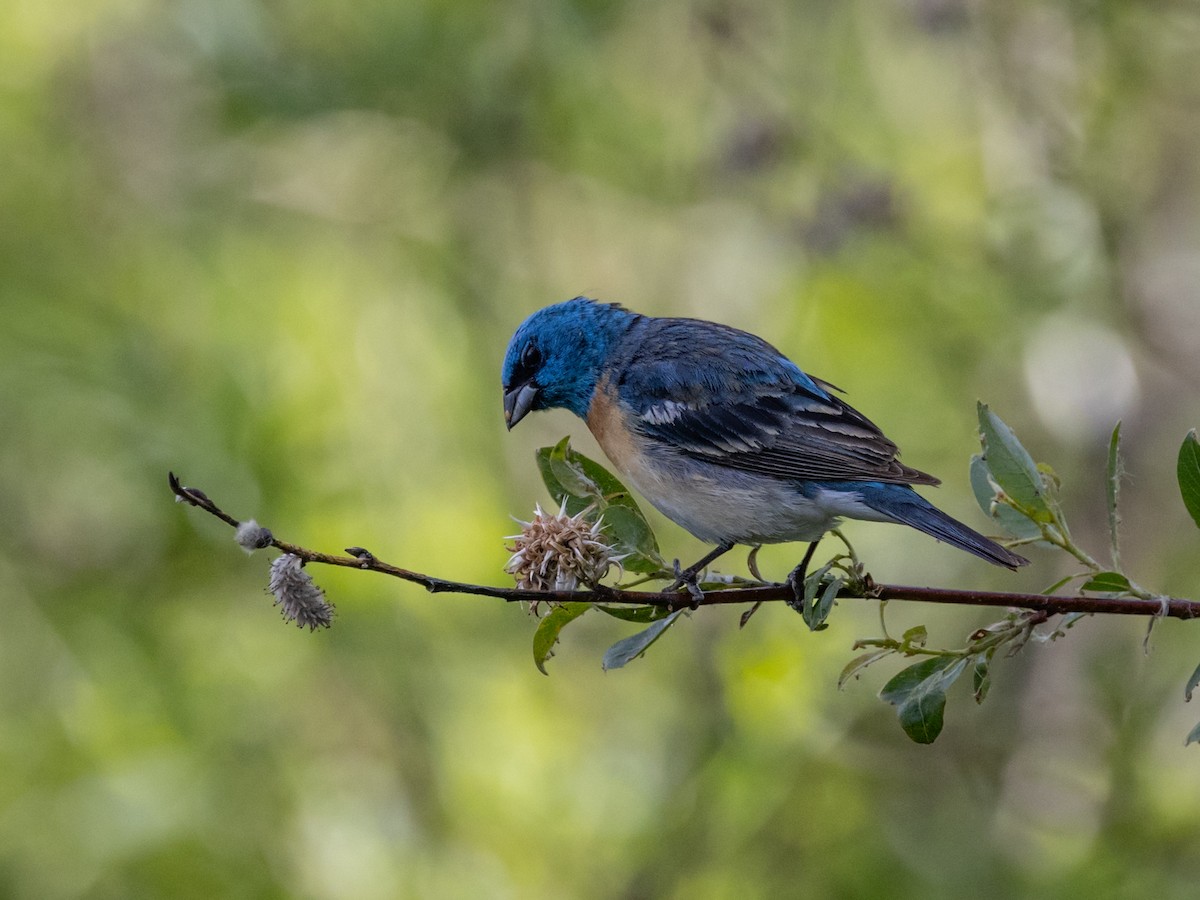 Lazuli Bunting - Nancy Schutt