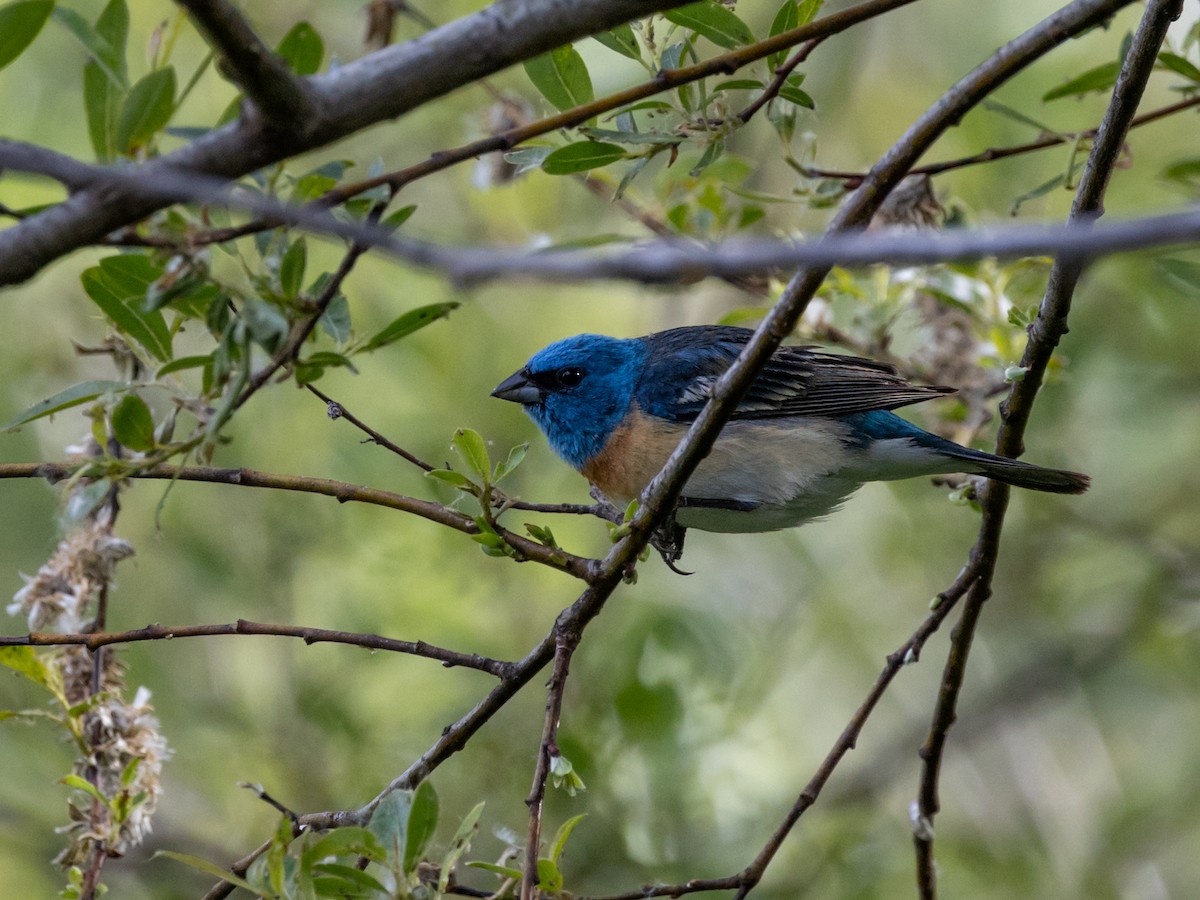 Lazuli Bunting - Nancy Schutt